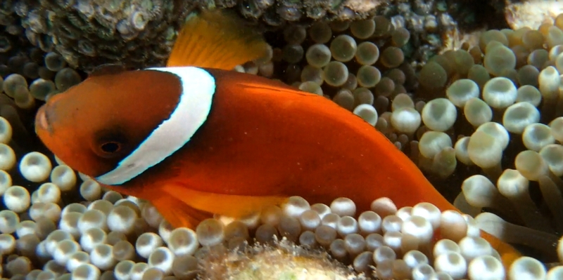 ���т��S�b�\�����сb�����Y��p���уN���[���I�y�����[�o�[�O�[�g�z
���T�C�g